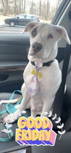 REX