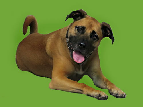 Axel