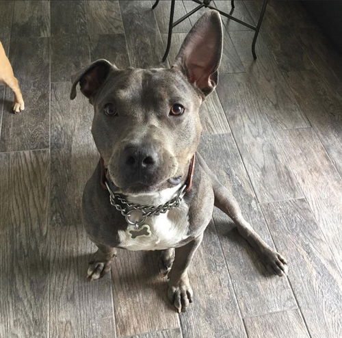 NITRO