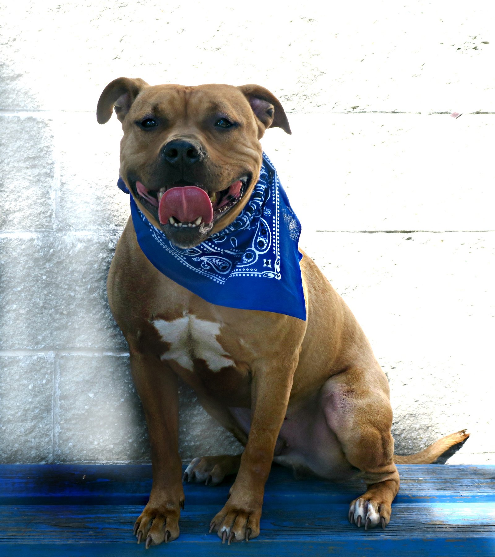 adoptable Dog in Spring Lake, NJ named Bronx