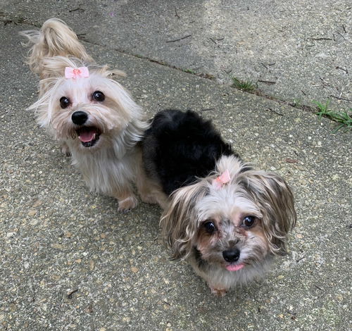 Dixie Rae and Maggie  Bonded Pair