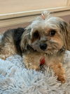 Dixie Rae and Maggie  Bonded Pair