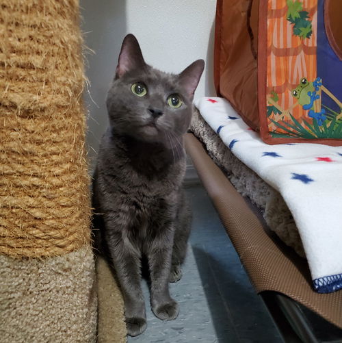 Pepper