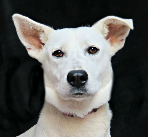 Sadie