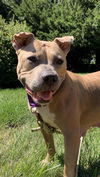 Roxy