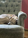 Roxy