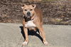 Roxy