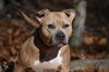 Roxy