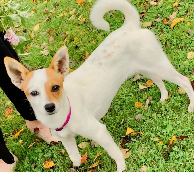 adoptable Dog in Spring Lake, NJ named Diva