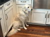 Addie