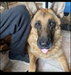 Duke