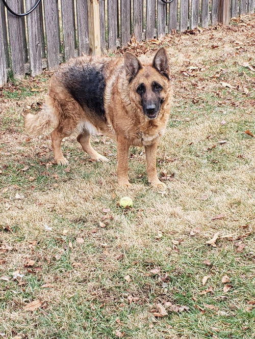Duke