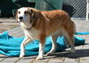 Dixie