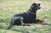 Rex