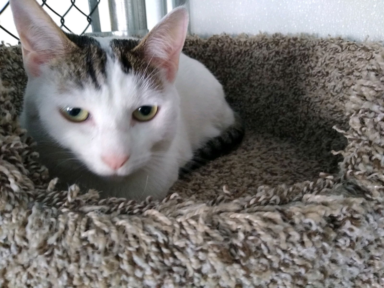 adoptable Cat in Spring Lake, NJ named Althea