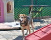 Roscoe