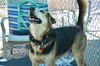 Roscoe
