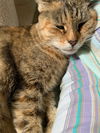 Gracie
