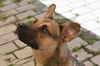 Gunther