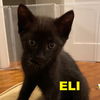 Eli