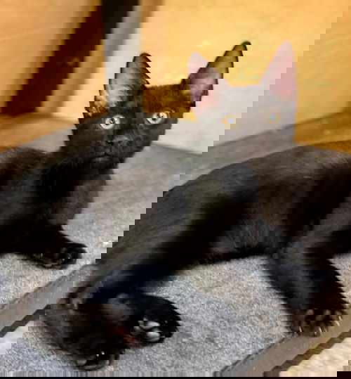 Eli