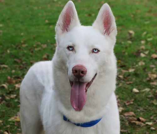 Apollo