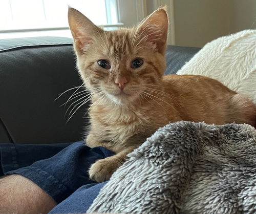 Dorito