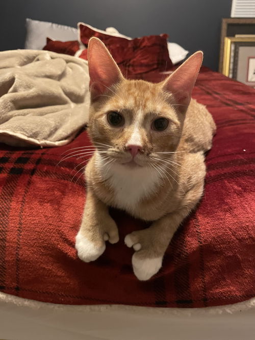 Gino