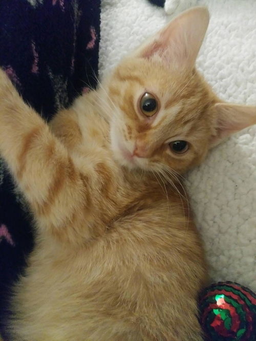 Gemma