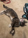 Kat