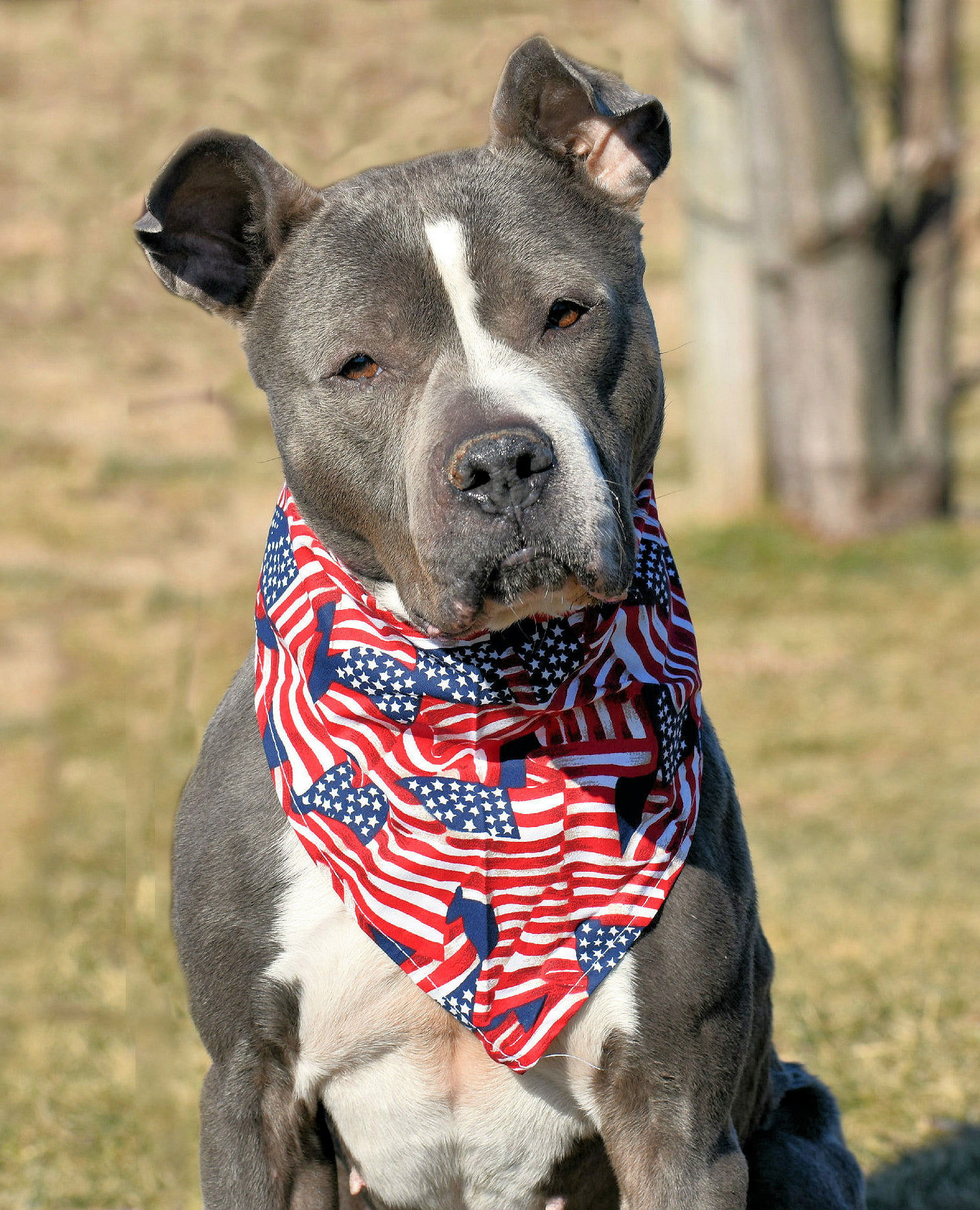 adoptable Dog in Spring Lake, NJ named Meera