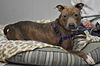 Dutchess