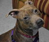 Dutchess