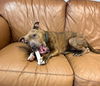Dutchess
