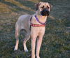 Willow