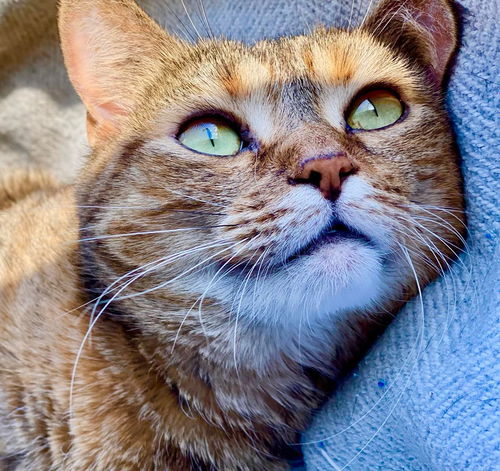Freya