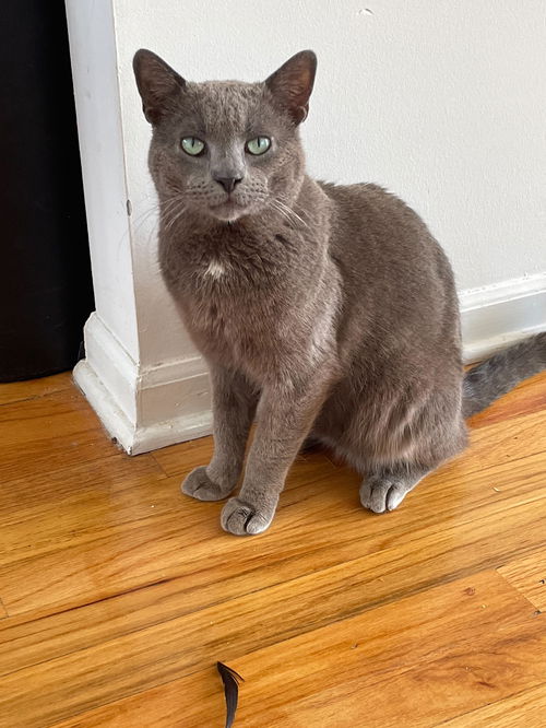 Duke