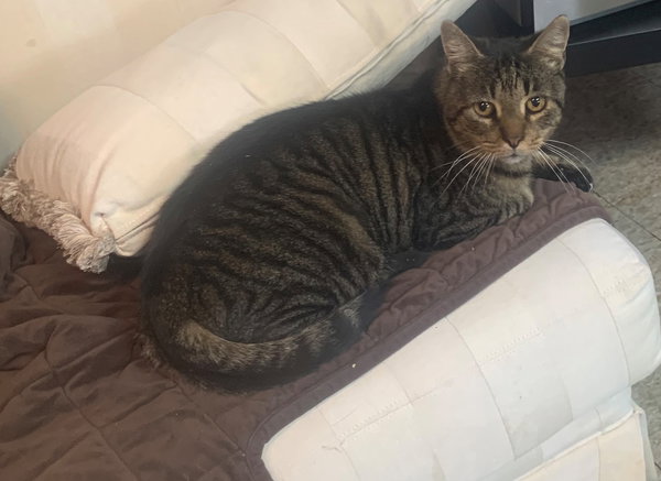Simon