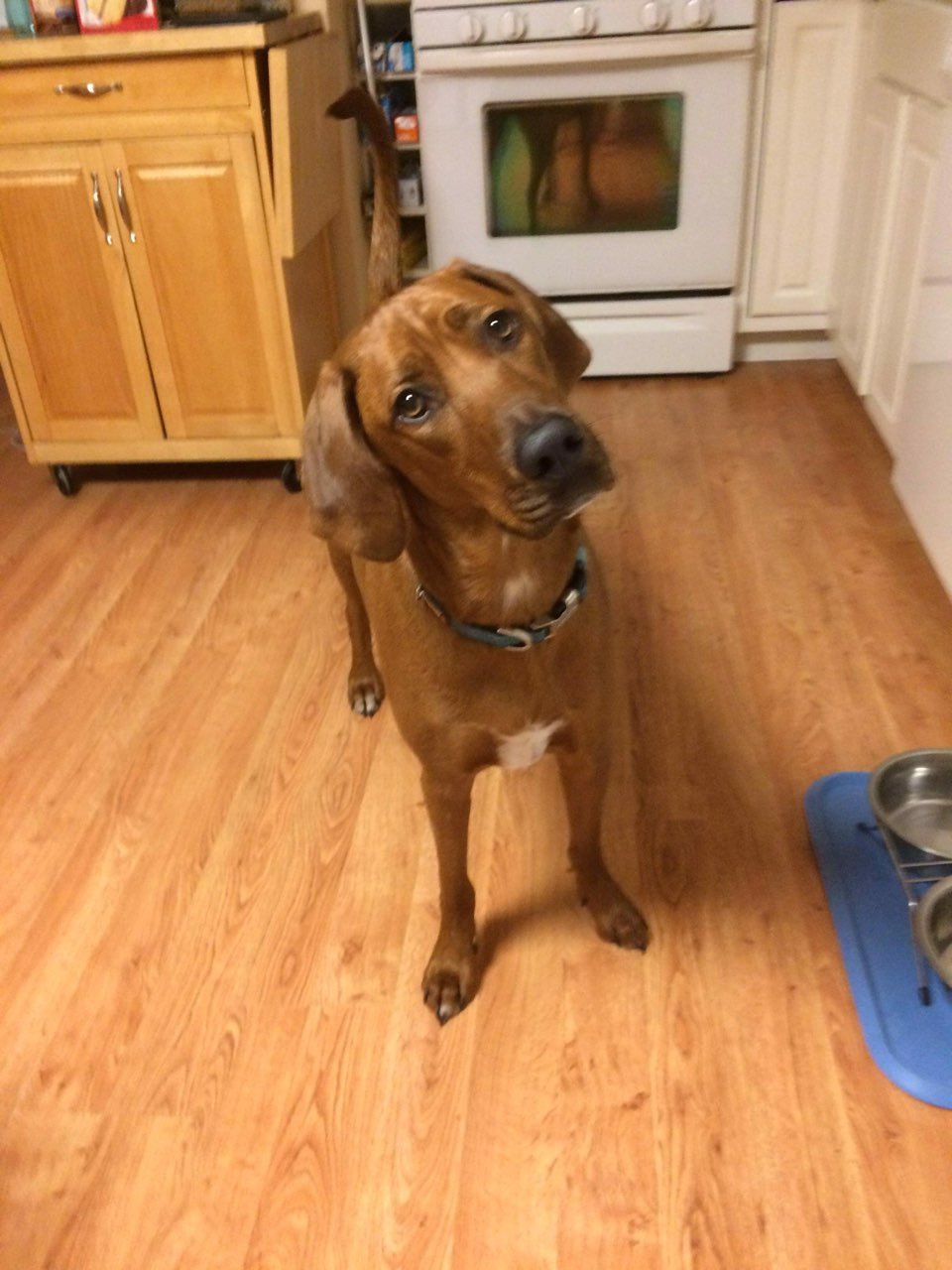adoptable Dog in Spring Lake, NJ named Cody