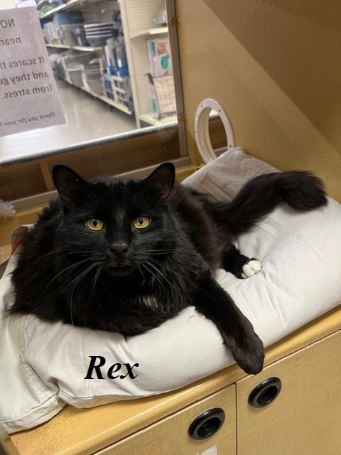 Rex