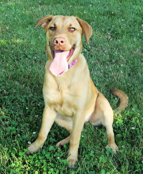 Gia