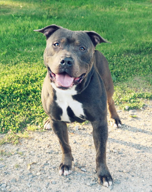 Auggie