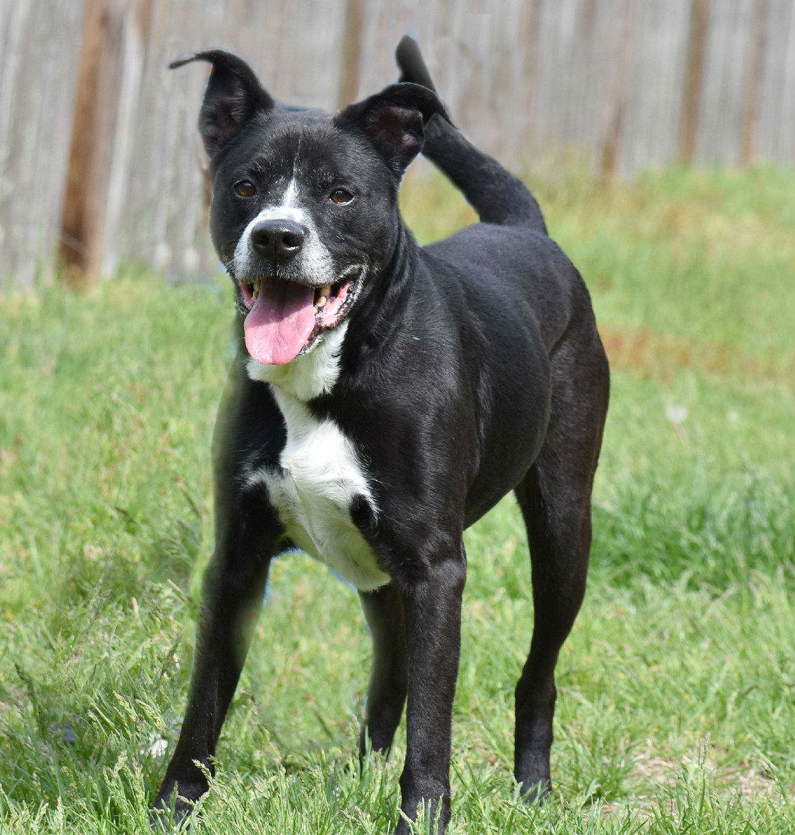 adoptable Dog in Spring Lake, NJ named George Bailey