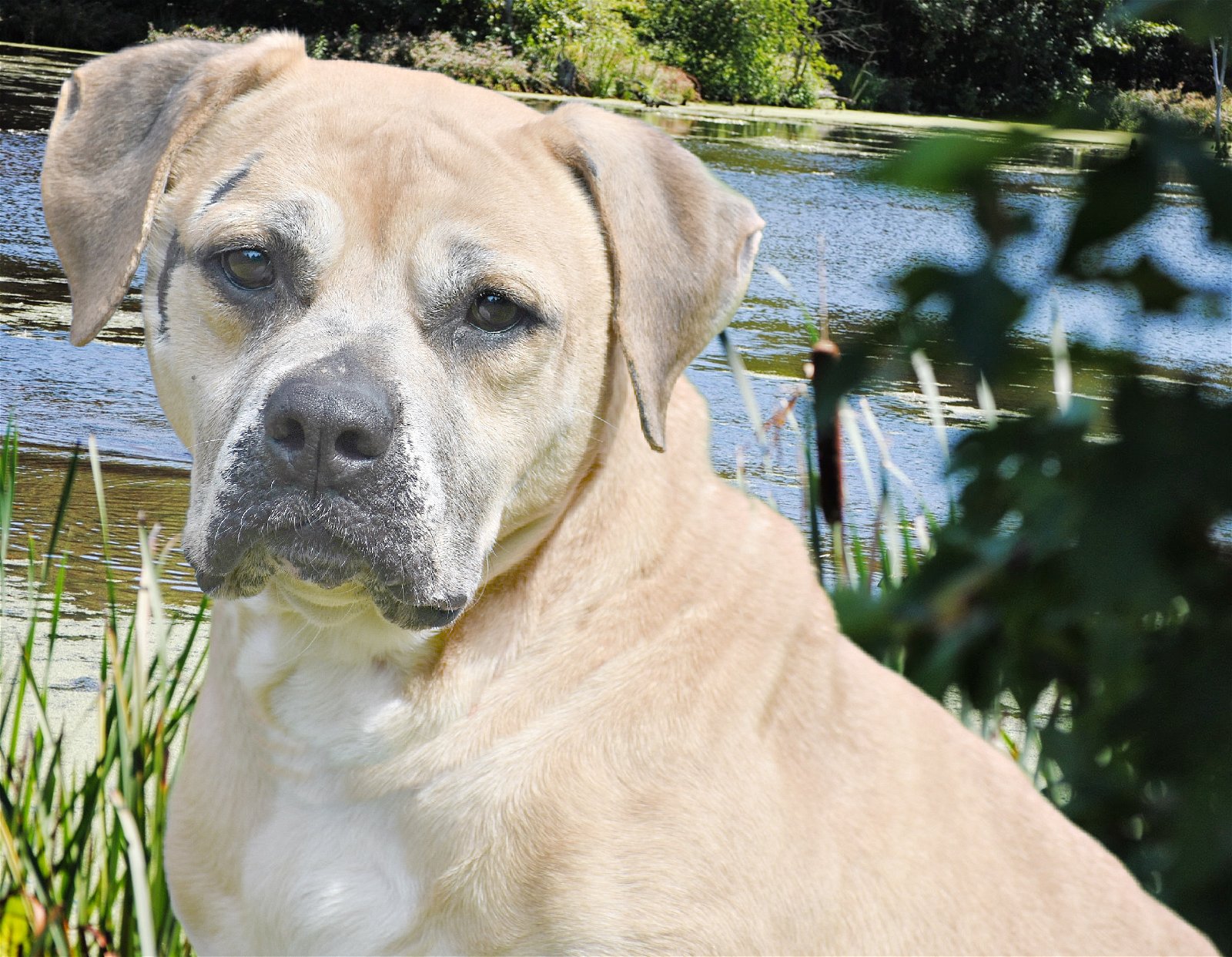 adoptable Dog in Spring Lake, NJ named SWEET PEA