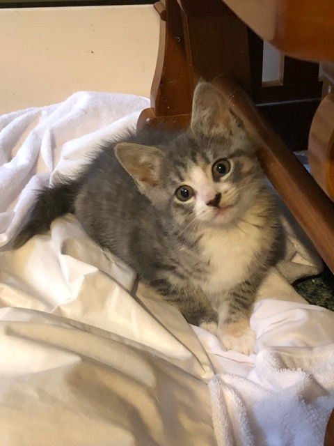 Ella