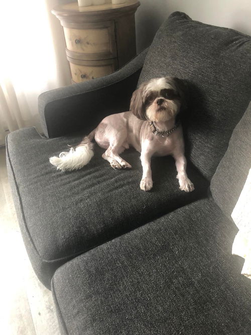 Gizmo