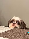 Gizmo