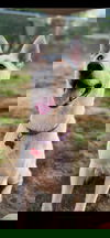 Rex