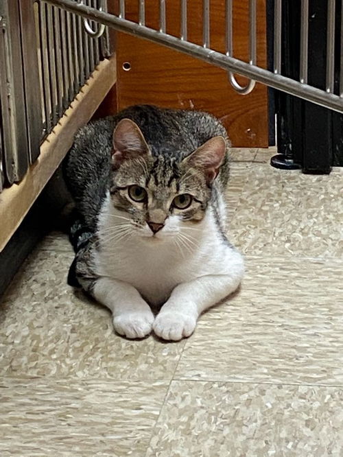 Pita