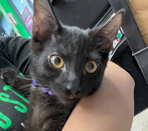 Thaker Binx